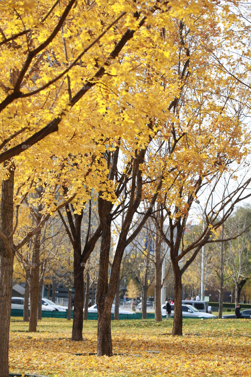 Scenic view of autumn trees in park