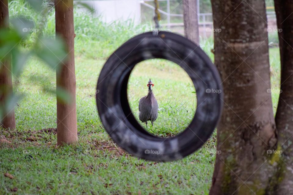 Guinea fowl