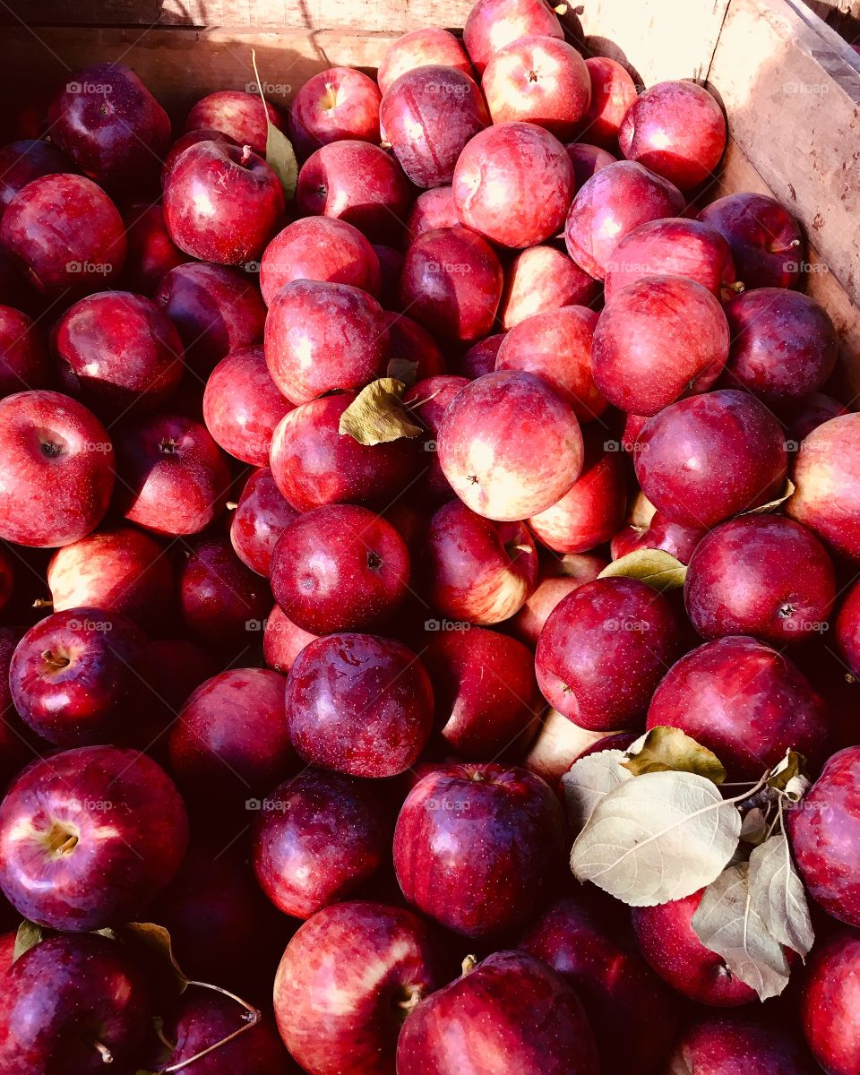 Farm fresh apples 