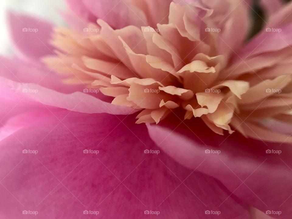 Peony 