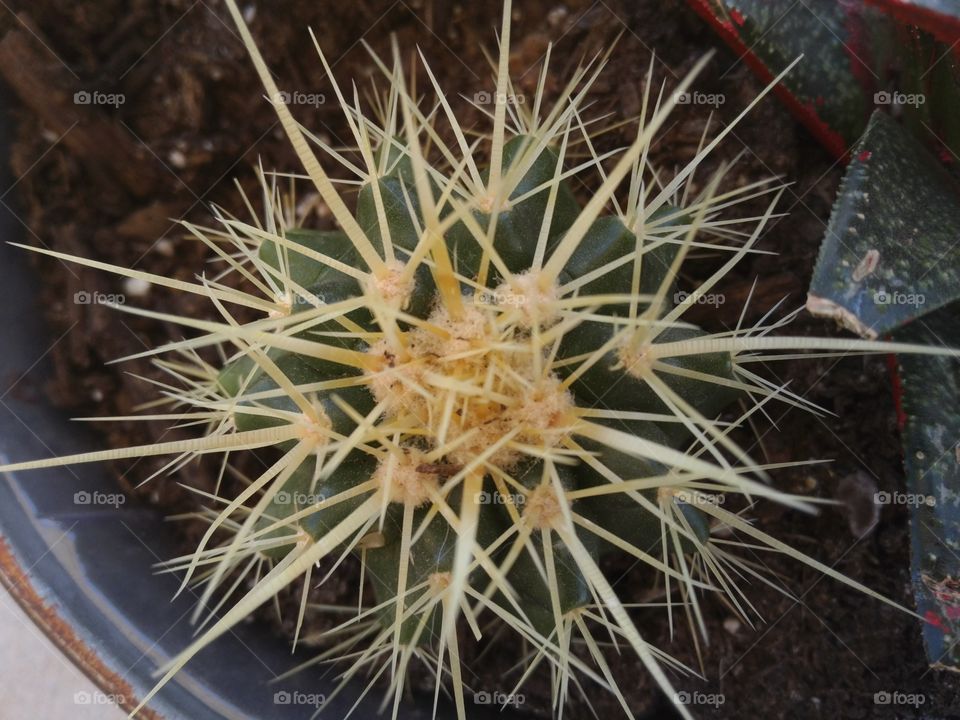 succlent barrel cactus close up