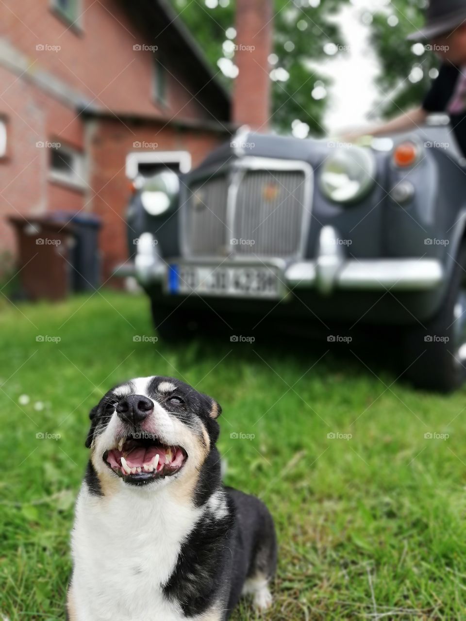 Little dog smiling in front oh an oldtimer car