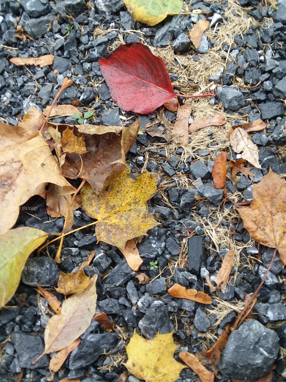 fall leaves on wet stones