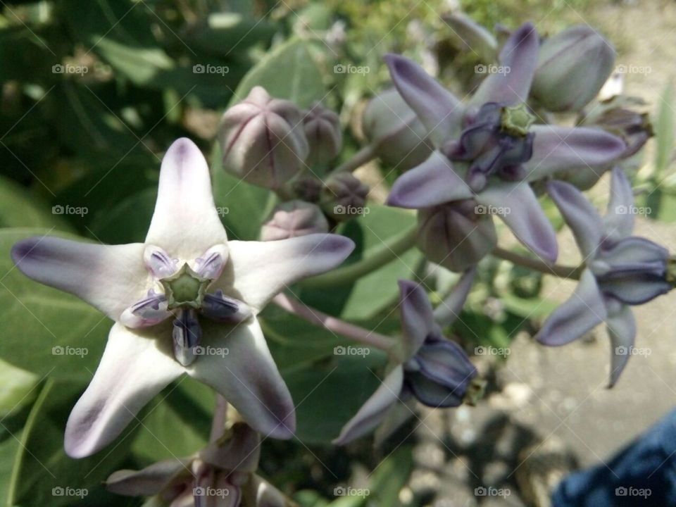 Purple Flower. Anyone know it's name?