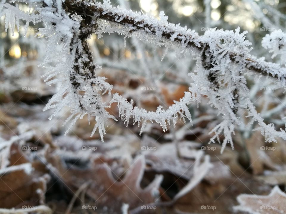 Frozen branch