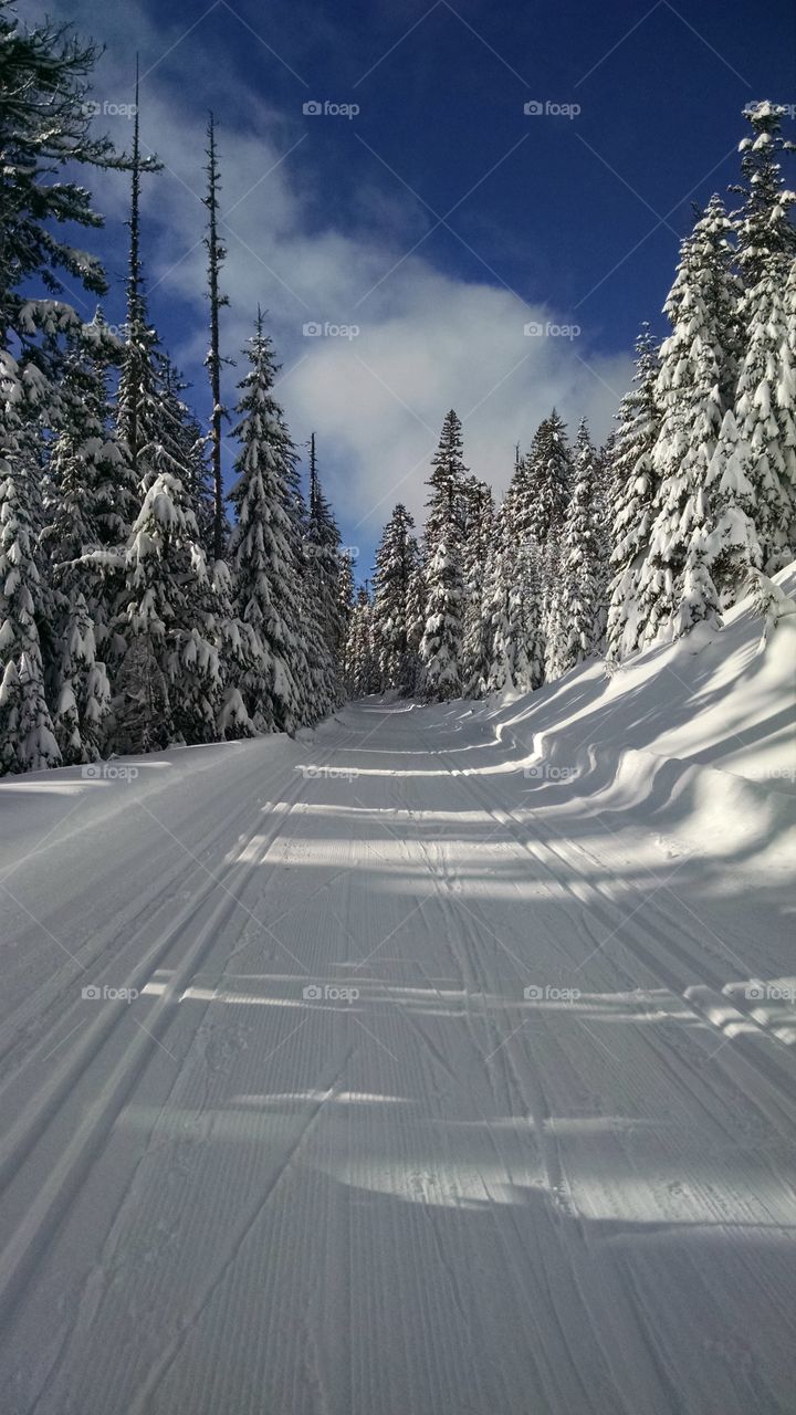 Footpath in snowy forest during winter