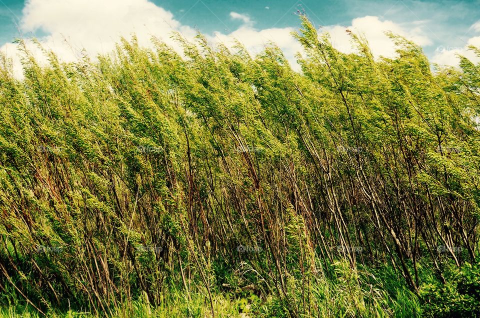 Nature. Trees in the Breeze