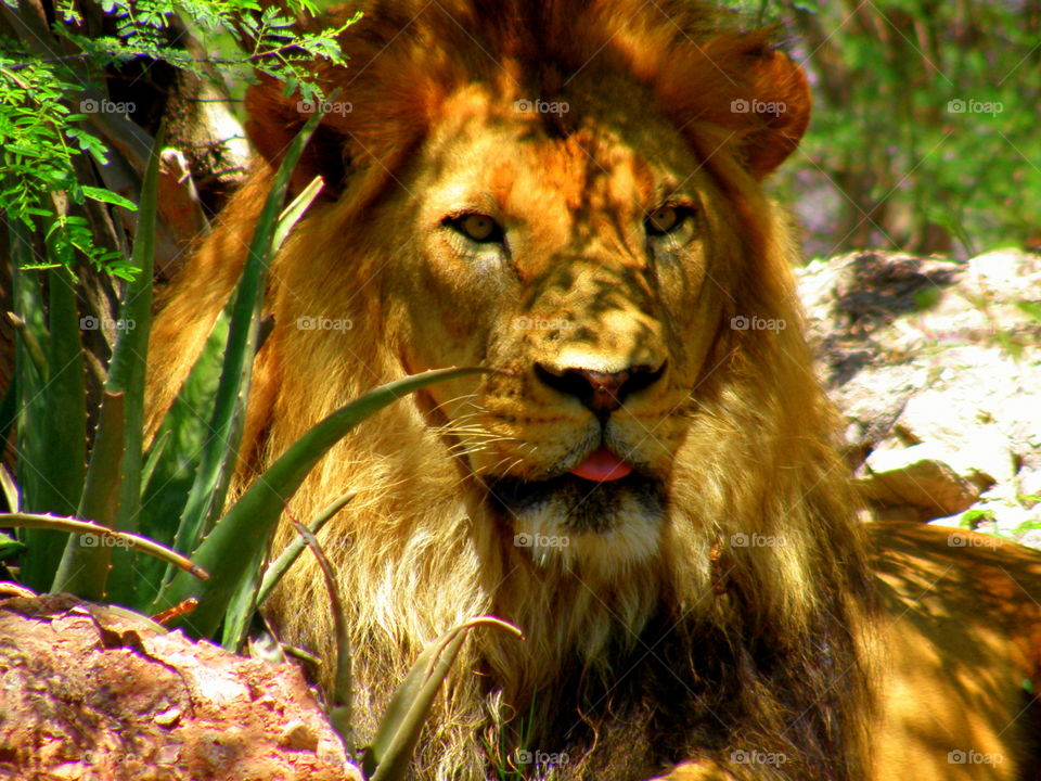 The King. Phoenix Zoo, Phoenix Arizona, in mid-summer.