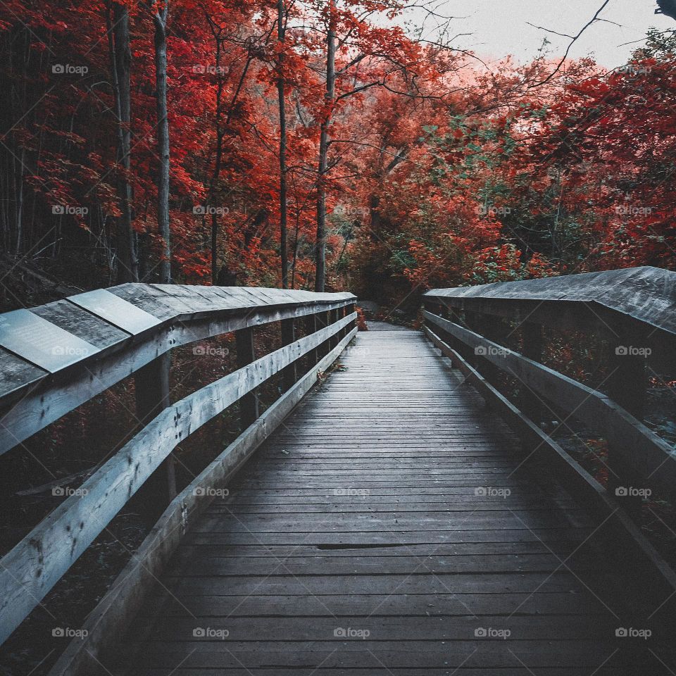 I love Canada during fall because of the wonderful colors