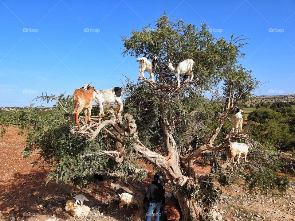 Goats in argan tree