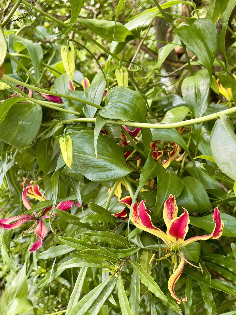 Wild tropical flowers on the bush 