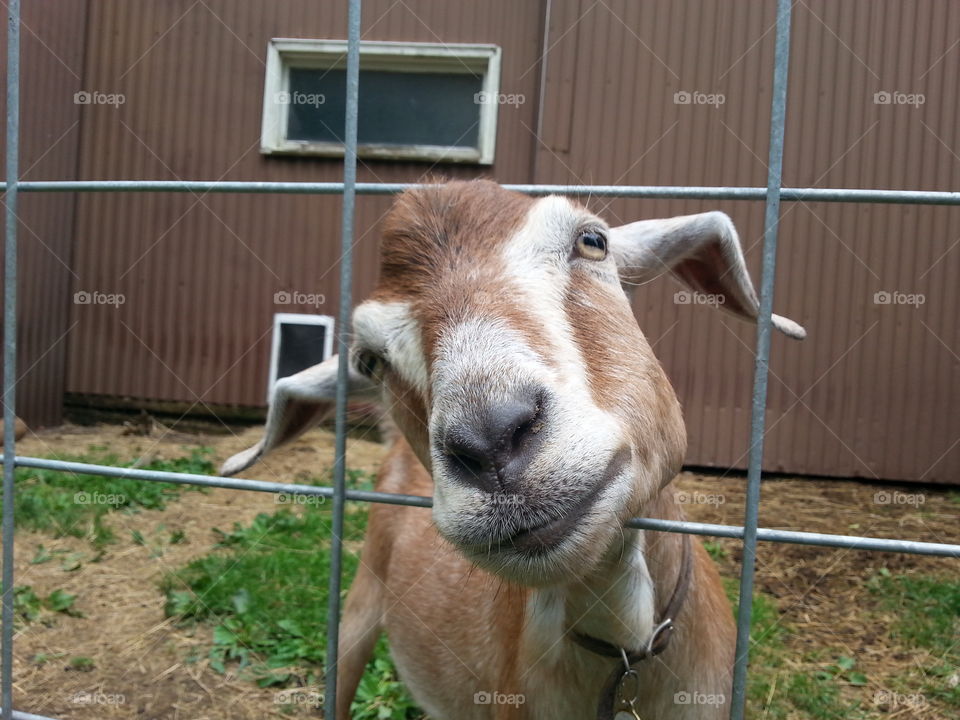 Maverick the goat. hanging out on the farm