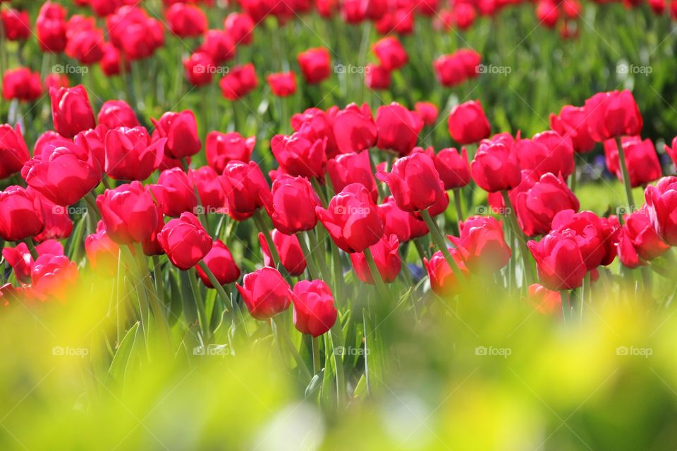 Spring time. Red tulips 💐
