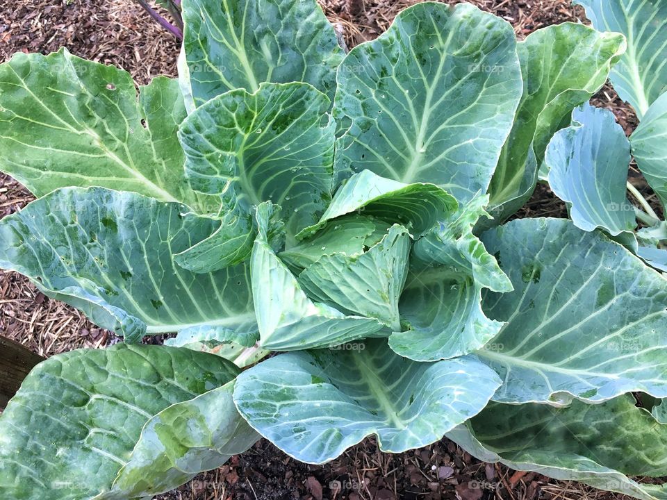Nice head of cabbage forming wonderfully 