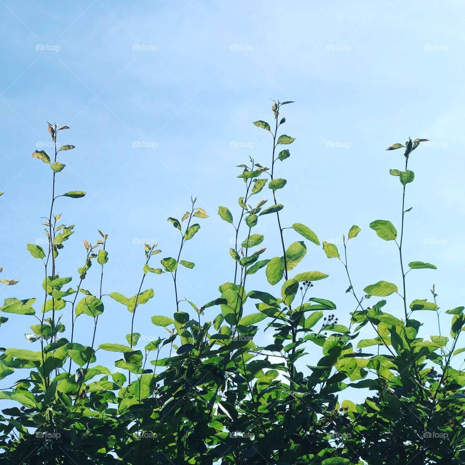 Leaf, Flora, Nature, Growth, No Person