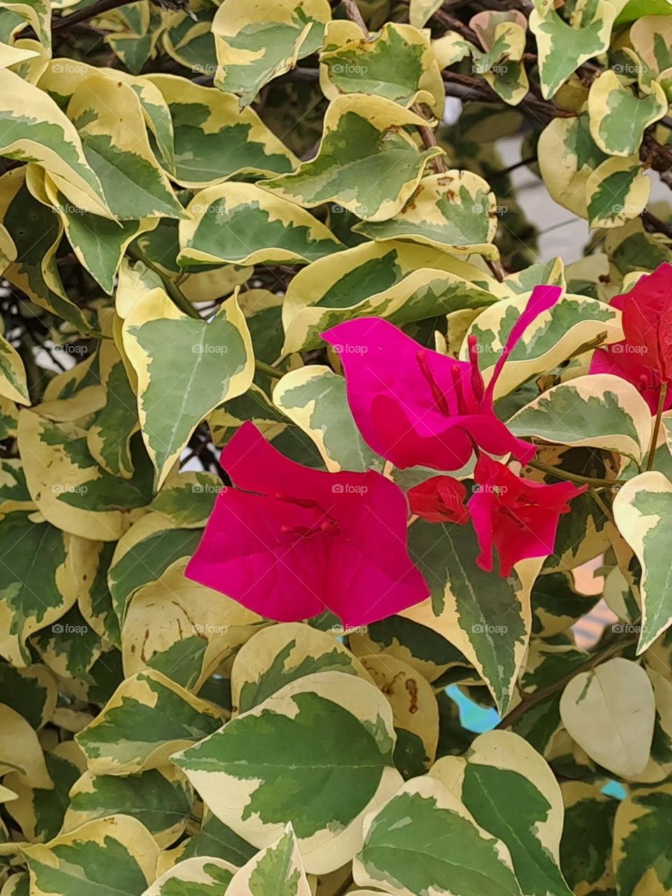 beauty follows charming view