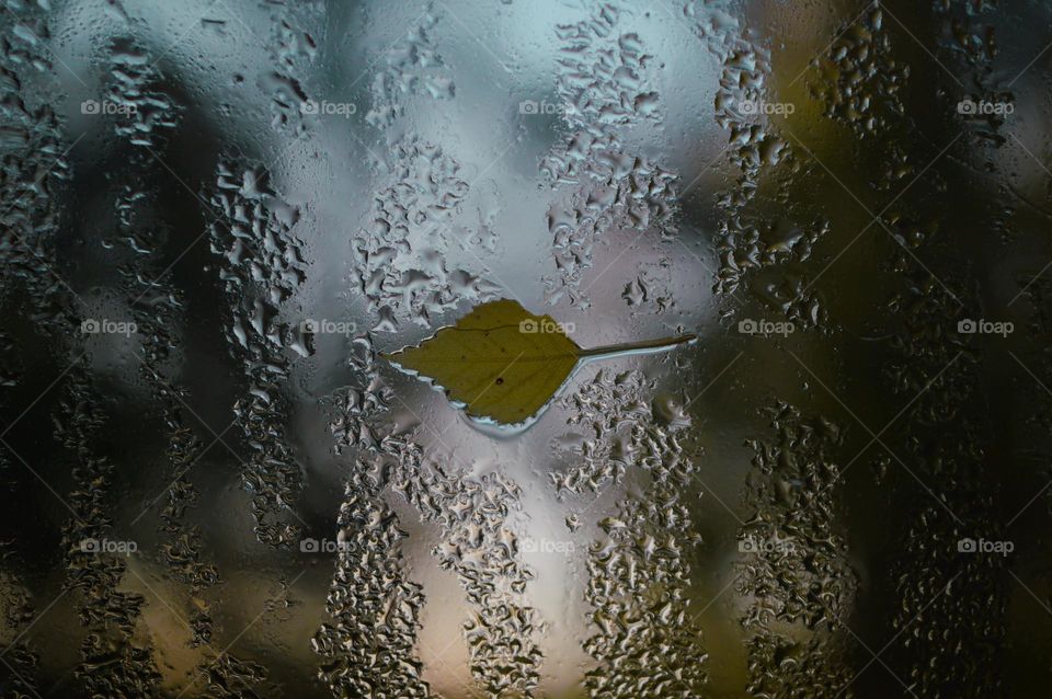 Yellow leave on the window. First signs of fall.