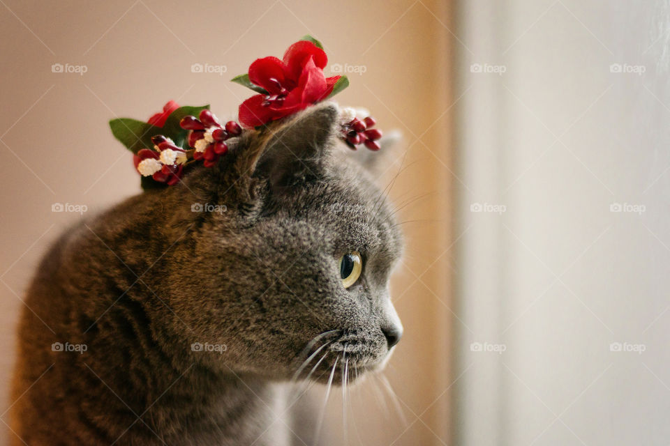 cat with a wreath of flowers