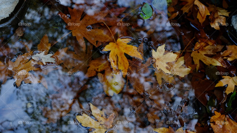 Autumn leaves floating on water