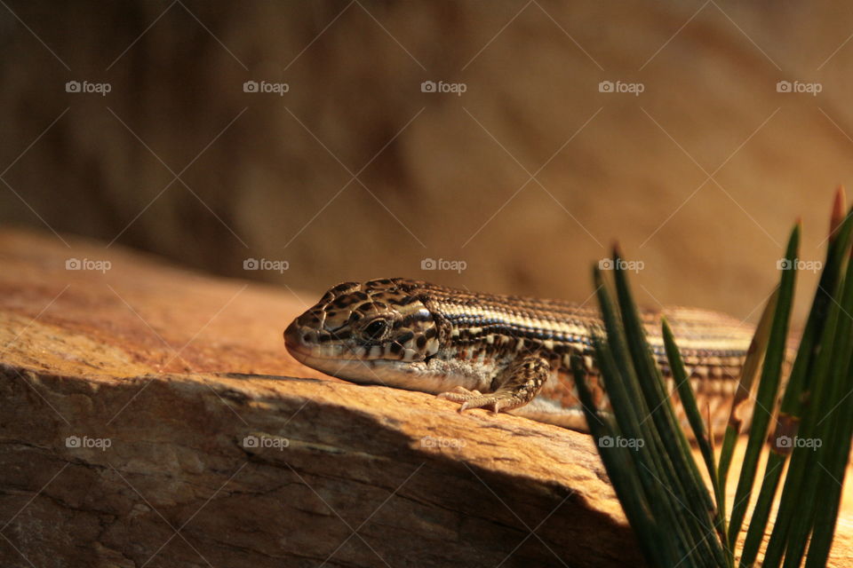 lizzard