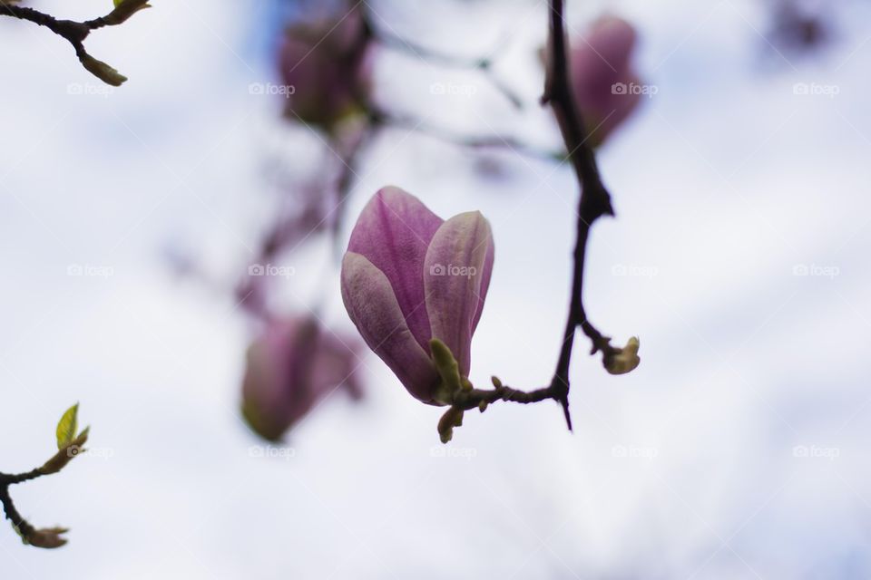 magnolia flower on branch