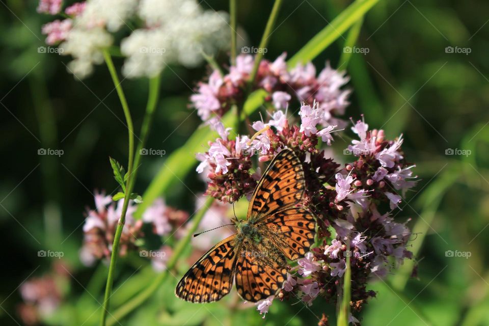 a beautiful close-up photography of a butterfly at a flower in the Nature of National Park