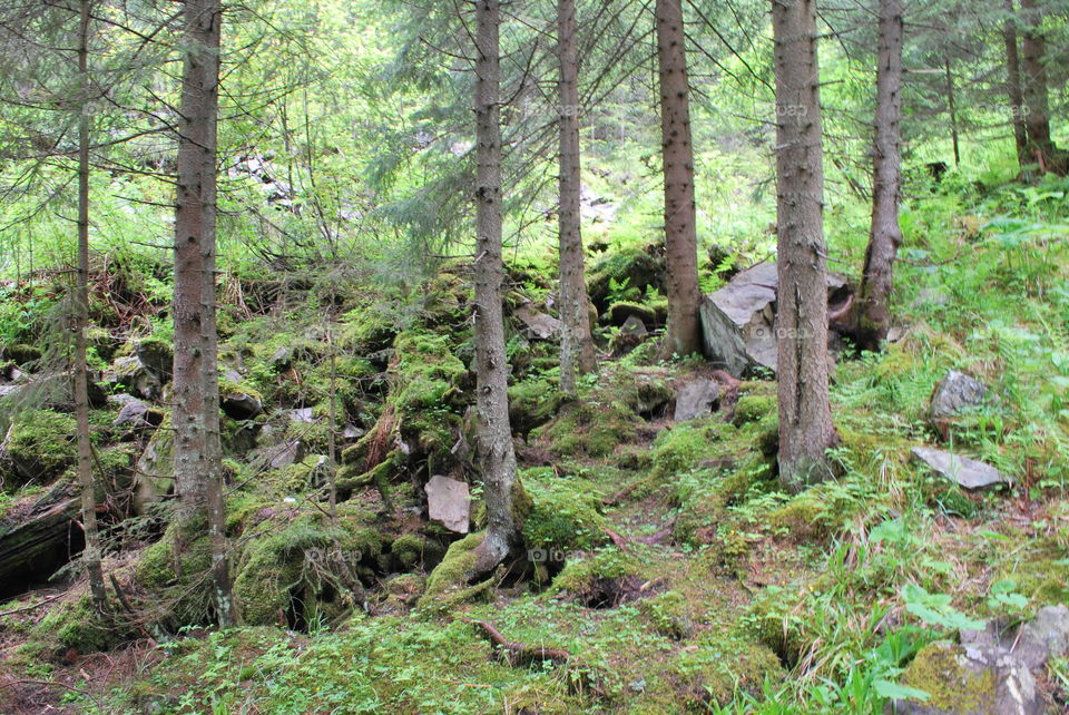 Summer Carpathian Mountains. In the forest. 