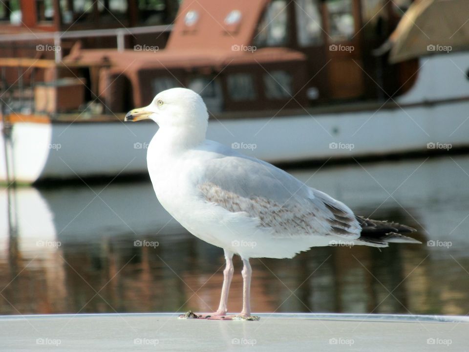 Seagull with a boat behind him and reflection on the water