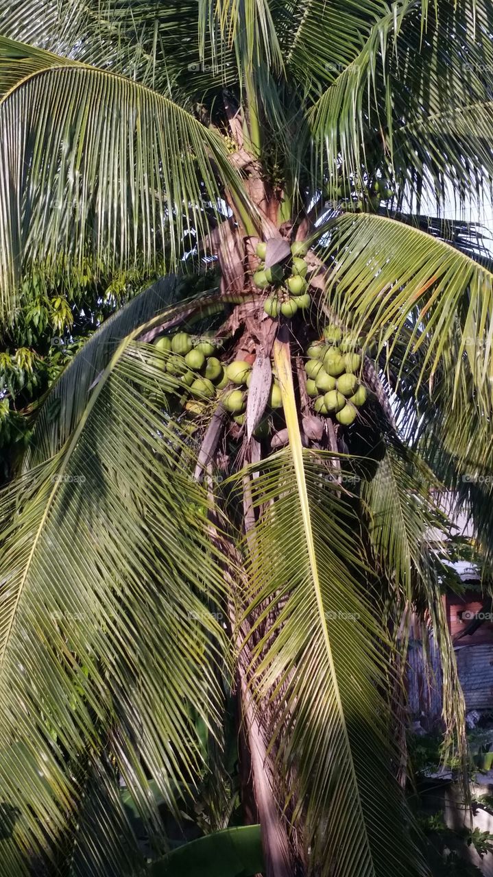 Palma de coco