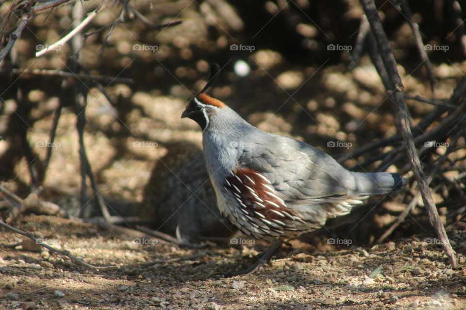 Quail in the Brush