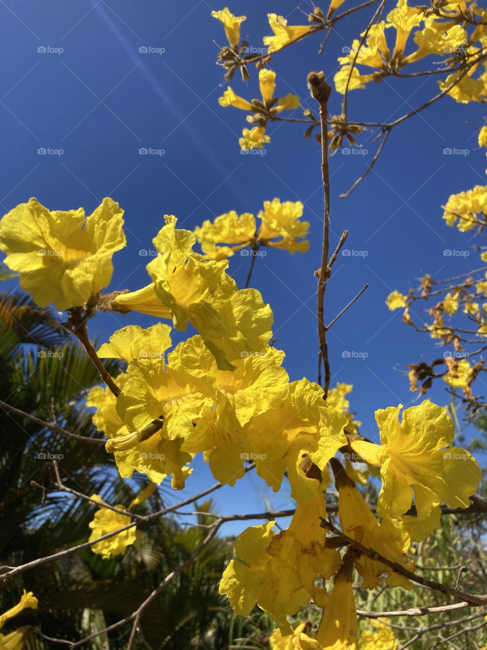 Que combinação perfeita é essa do amarelo da flor do ipê com o céu azul infinito?

Tem como não se inspirar?

Uma 6a feira tão bela precisa ser bem vivida. Vivamos-a em abundância (e com responsabilidade).