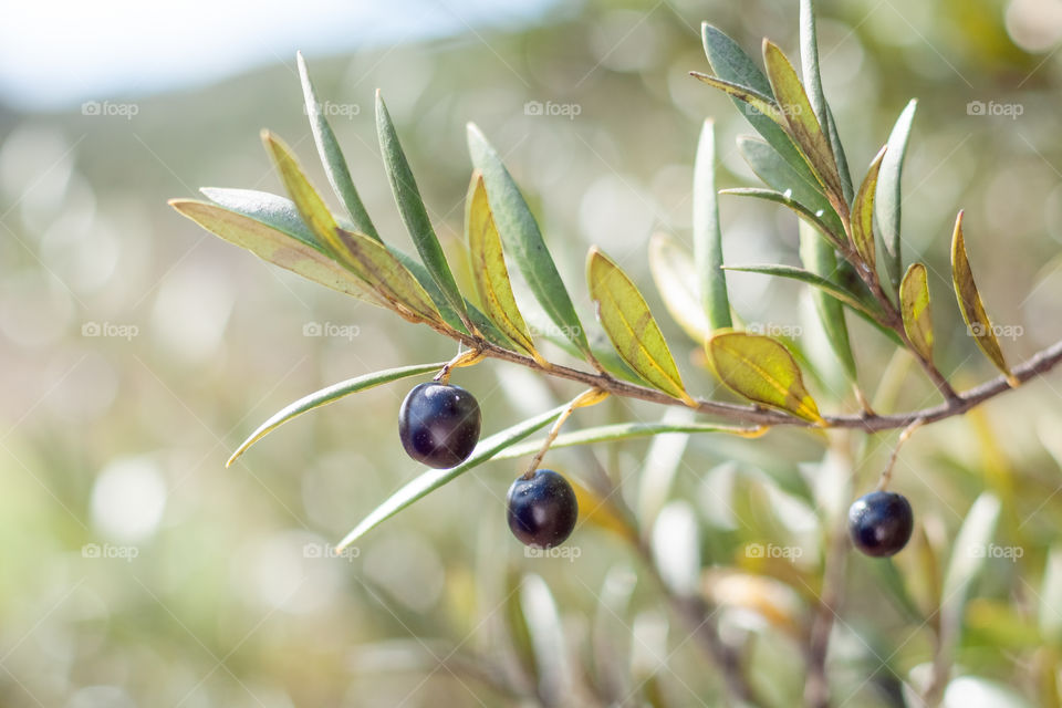 Olive branch. Summer 