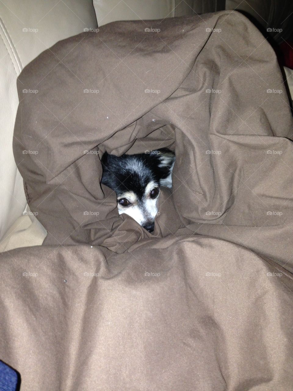 Pet dog snuggled in a comforter.