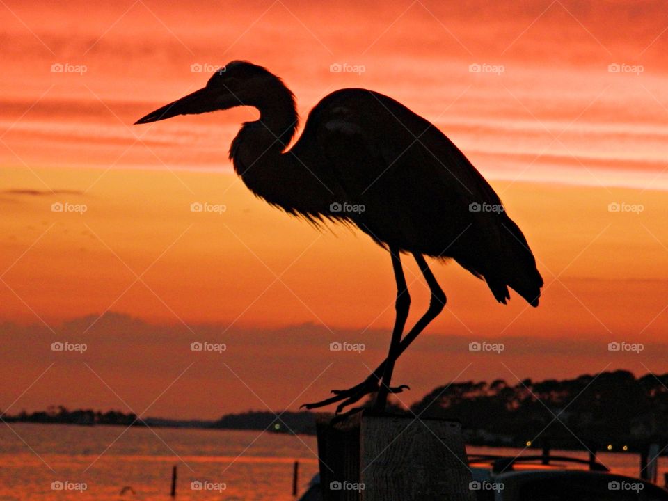 
Silhouette of a Great Blue Heron perched on the dock during a magnificent sunset - Largest of the North American herons with long legs, a sinuous neck, and thick, dagger like bill. 