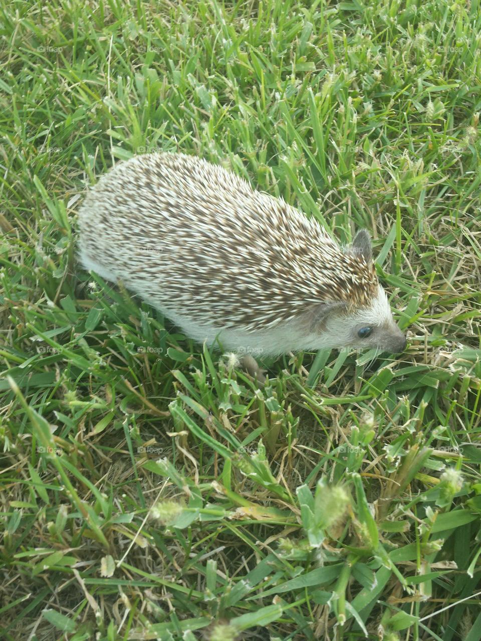 hedgie friend