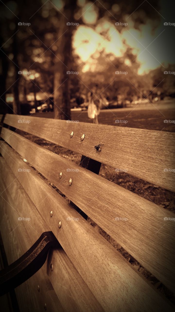 Bee on a park bench