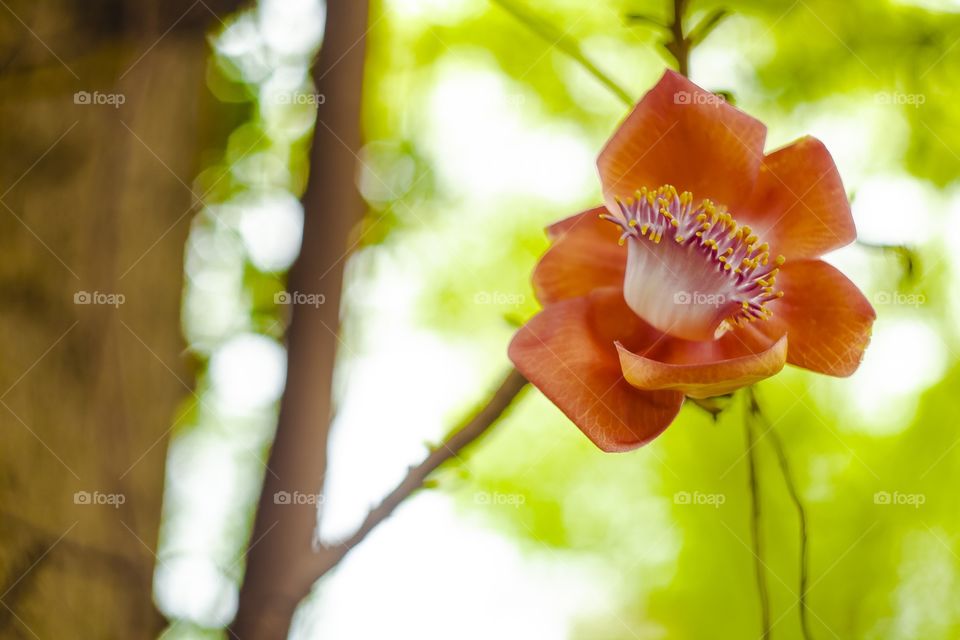 Flor naranja rara