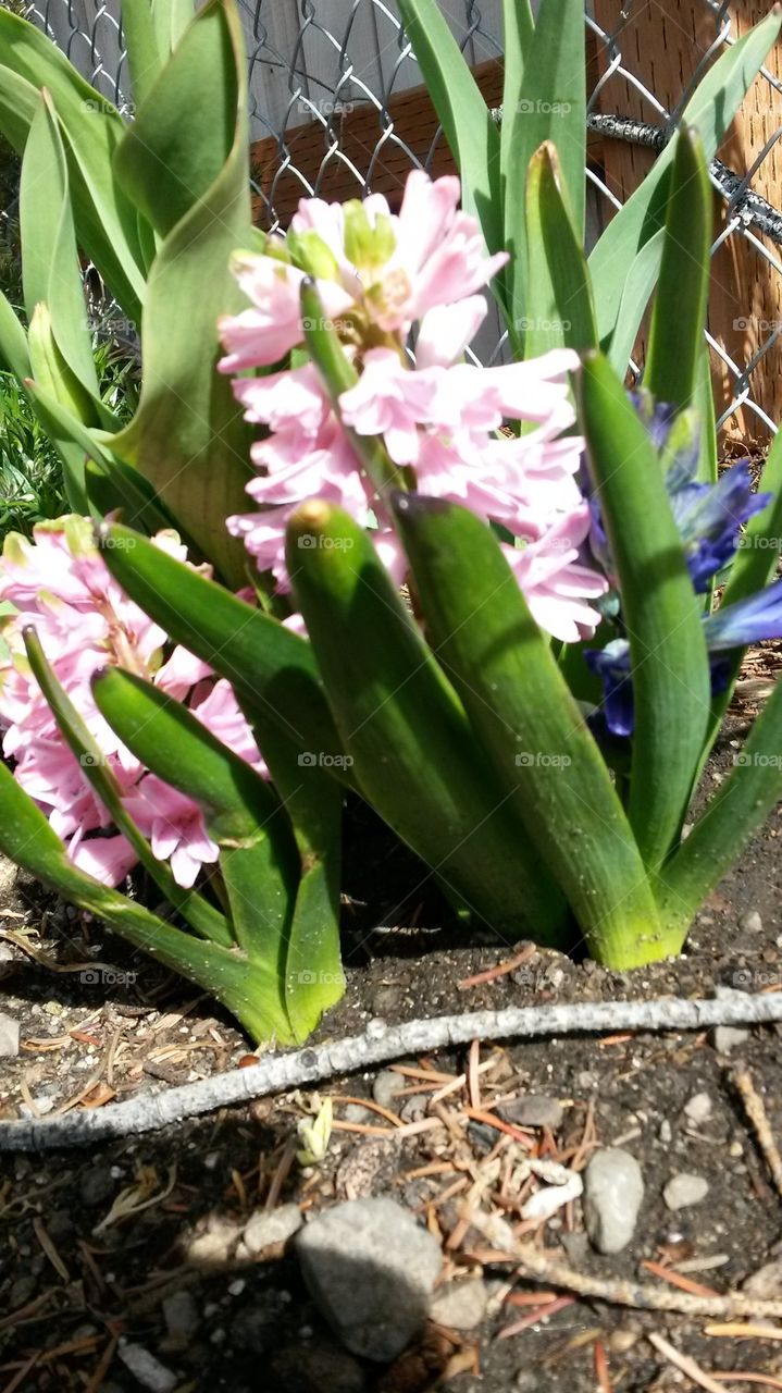 2014 Hyacinths 