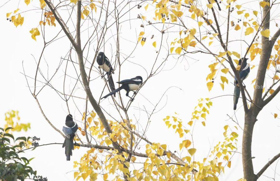 Beautiful colorful autumn ,birds 