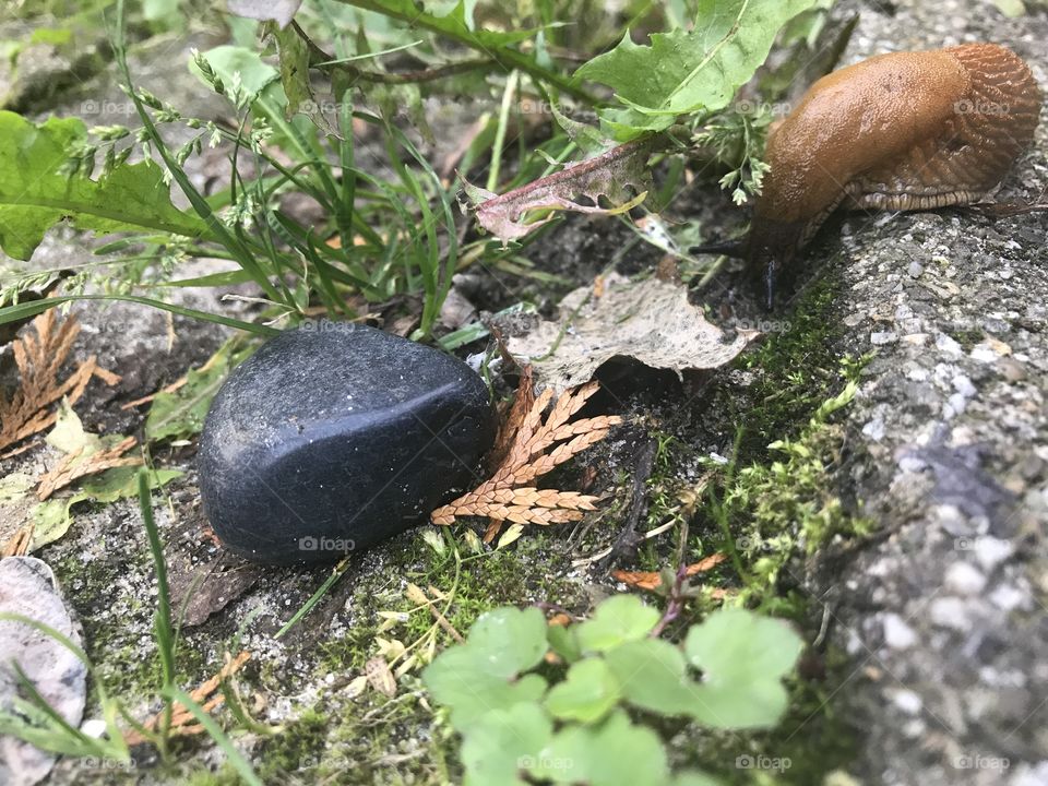 Snail, slug, nature