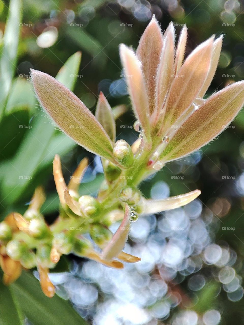 Bottle brush leaves