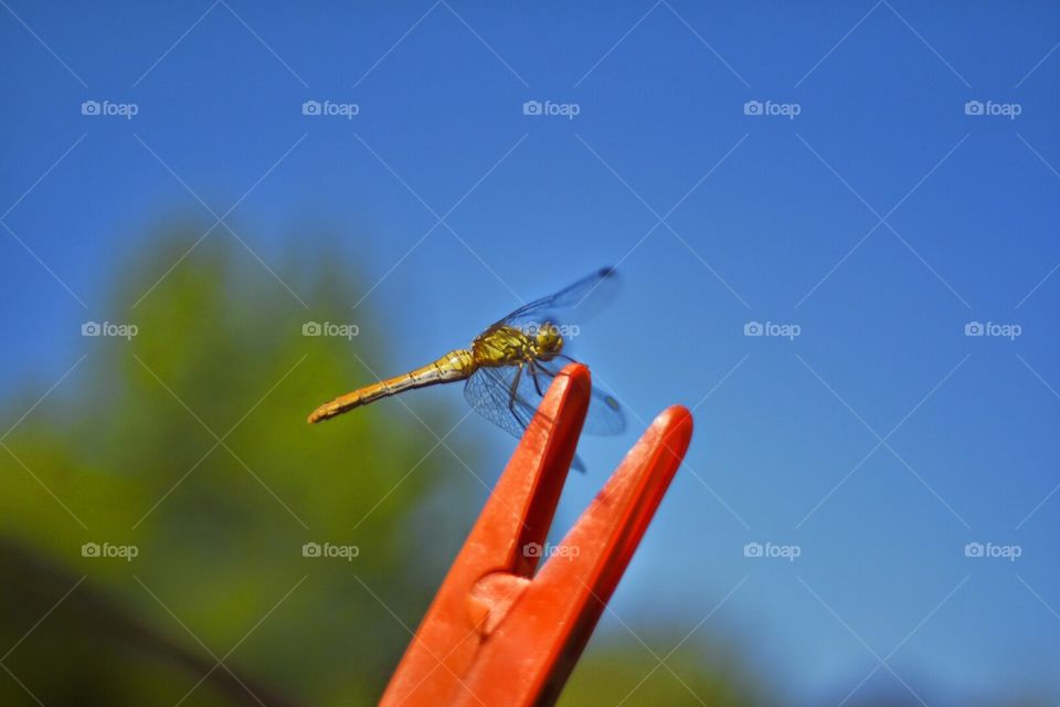 Dragonfly