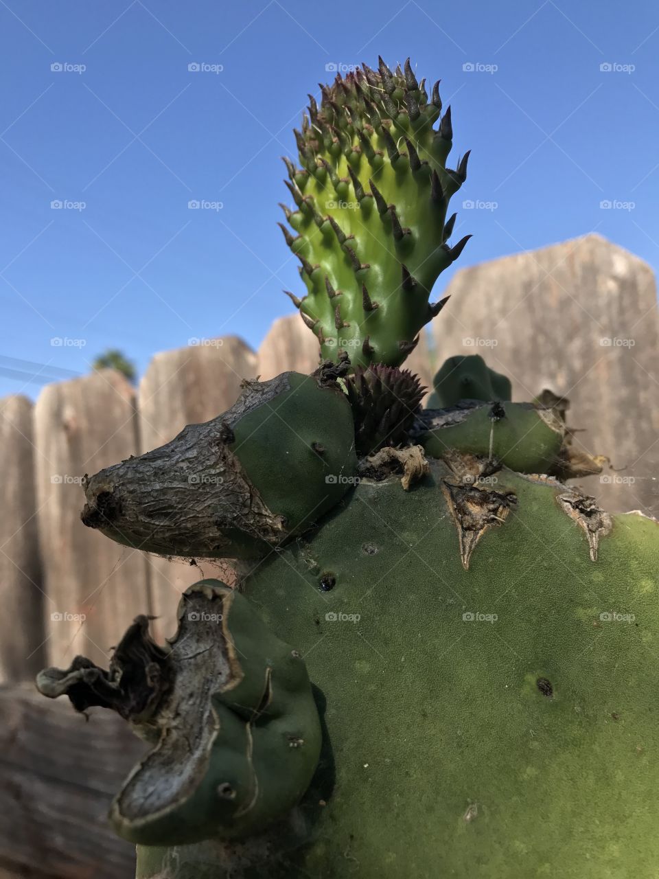 Nopal in the beautiful summer 