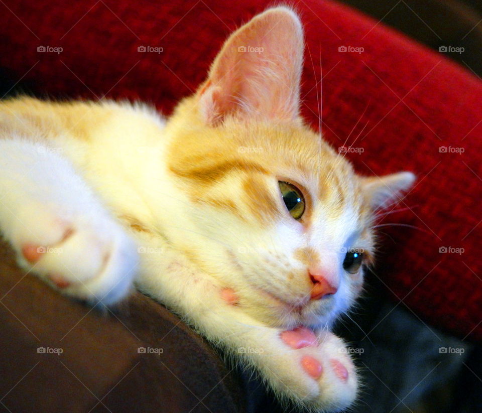 Cute kitten thinking. My kitten Ford in the position of thinking of you!