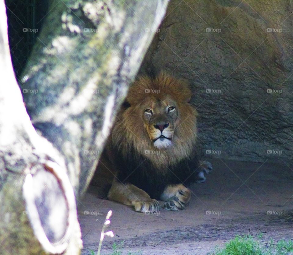 Male Lion. Male Lion at rest !