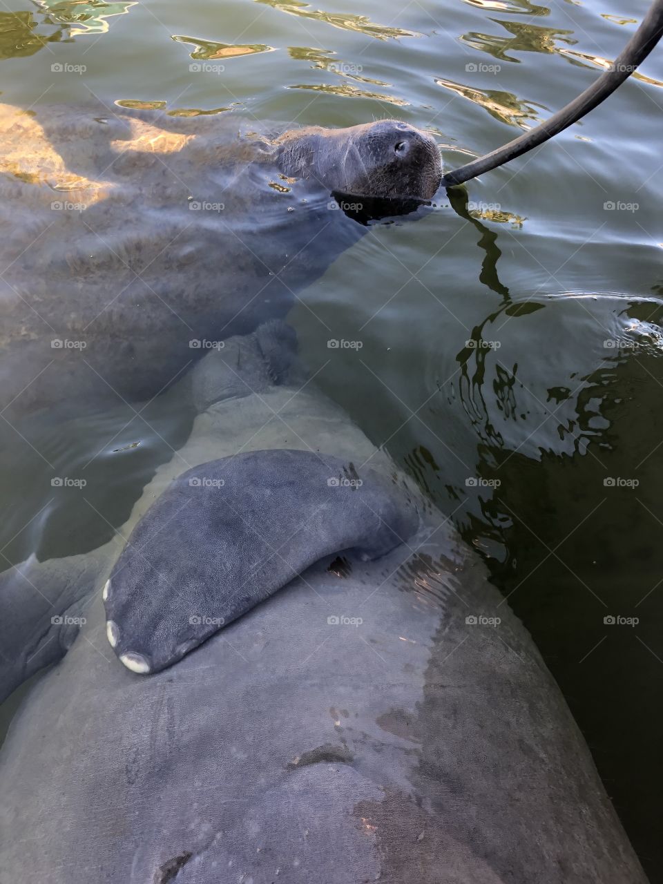 Manatees