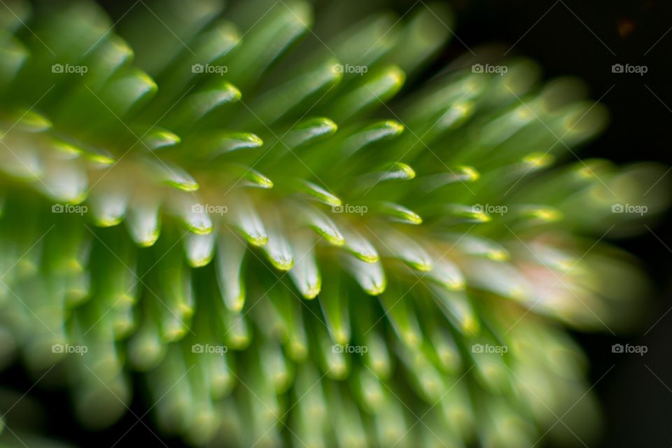 Pine neddles
