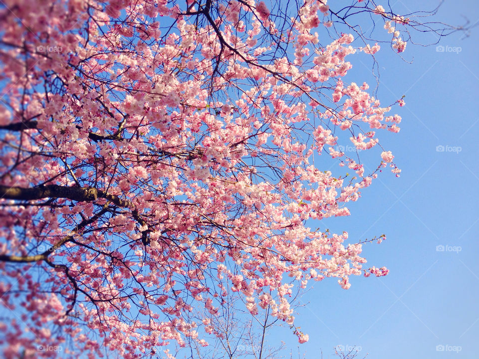 spring pink tree blossom by rolfboom