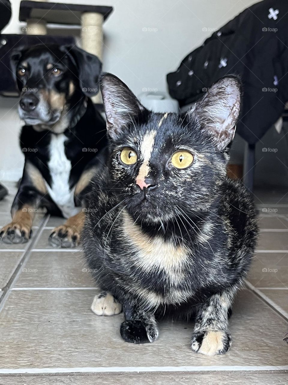 Tortoiseshell cat and their dog friend