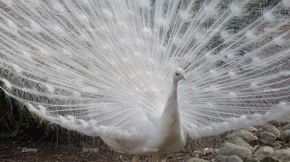 Explosion of beauty. Peacock White in spring
